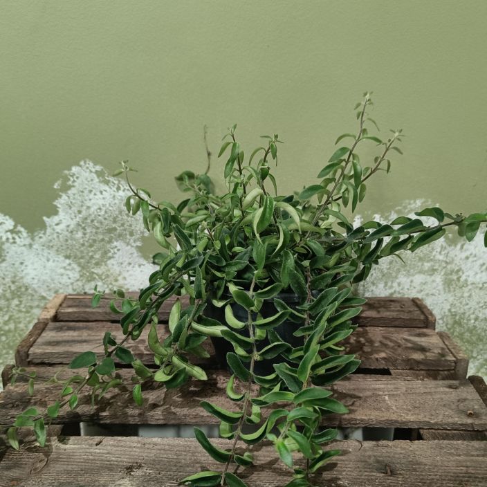 SOIHTUKOYNNOS 'TWISTER' Aeschynanthus 'Twister' P12 Pienilehtinen soihtukoynnos