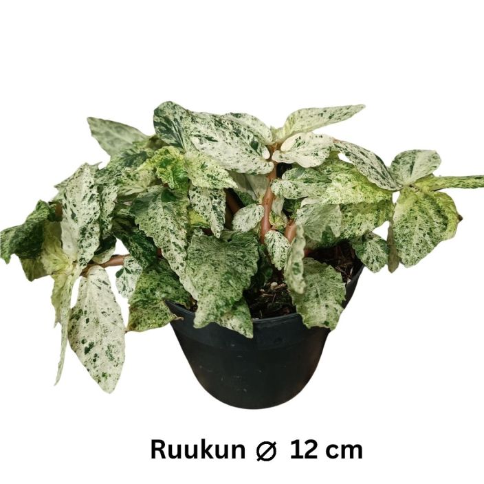 VIHERPANTTERIKOYNNOS 'VARIEGATA' Pellionia repens 'Variegata' P12 Nopeakasvuinen koynnoskasvi, jonka lehdissa on kaunista VIHERPANTTERIKOYNNOS 'VARIEGATA' Pellionia repens 'Variegata' P12 Nopeakasvuinen koynnoskasvi, jonka lehdissa on kaunista