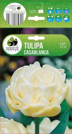 TULPPAANI 'CASABLANCA' Tulipa 'Casablanca' 5 sipulia