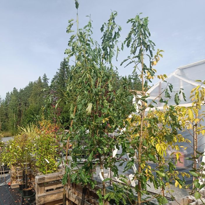 TAMMENLEHTILEPPÄ Alnus glutinosa var. quercifolia 250+ cm tuotekuva 1 TAMMENLEHTILEPPÄ Alnus glutinosa var. quercifolia 250+ cm tuotekuva 1