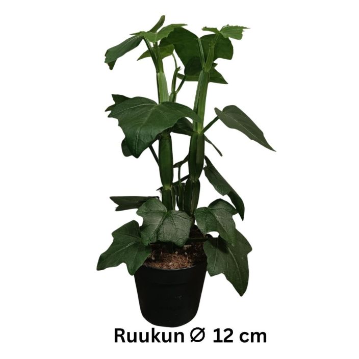 MEHIKISSUS Cissus quadrangularis P12 Paksuversoinen kissus MEHIKISSUS Cissus quadrangularis P12 Paksuversoinen kissus