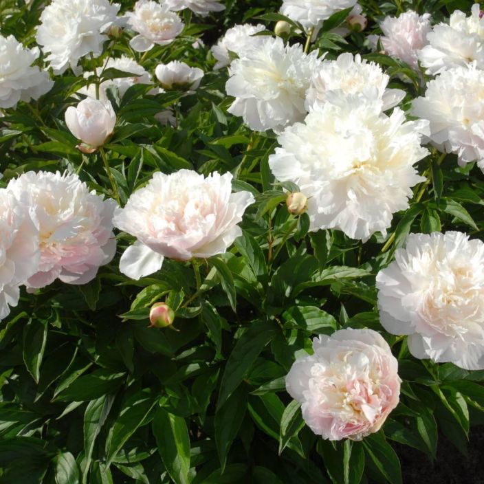 KIINANPIONI 'SHIRLEY TEMPLE' Paeonia lactiflora 'Shirley Temple' P12,5 Kerrottu valkoinen/hennon vaaleanpunainen pioni. KIINANPIONI 'SHIRLEY TEMPLE' Paeonia lactiflora 'Shirley Temple' P12,5 Kerrottu valkoinen/hennon vaaleanpunainen pioni.