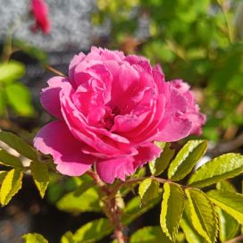 NEILIKKARUUSU Rosa 'F. J. Grootendorst' AT 2L