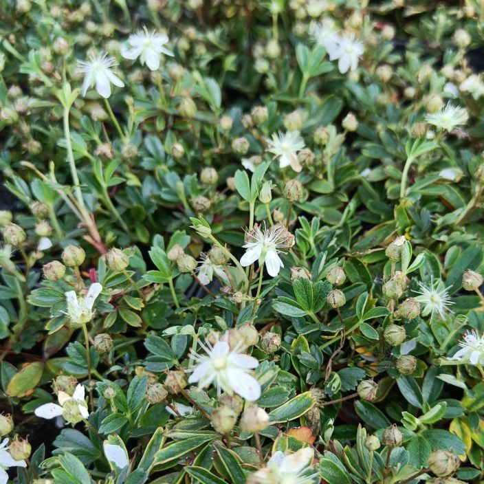 GRONLANNINHANHIKKI Sibbaldiopsis tridentata 'Nuuk' P9 Matala, varpumainen maanpeitekasvi GRONLANNINHANHIKKI Sibbaldiopsis tridentata 'Nuuk' P9 Matala, varpumainen maanpeitekasvi