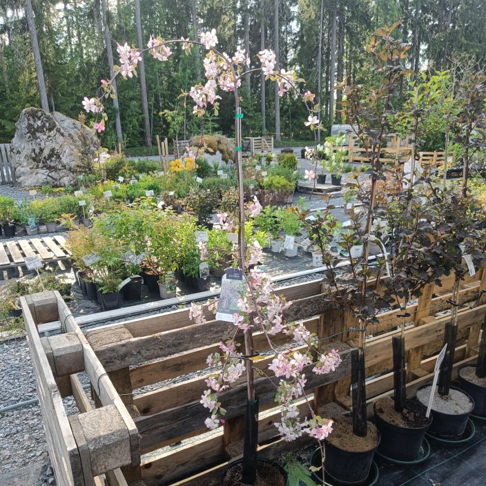 Malus 'Bailears' / 'Ruby Tears', koristeomenapuu Malus 'Bailears' / 'Ruby Tears', koristeomenapuu