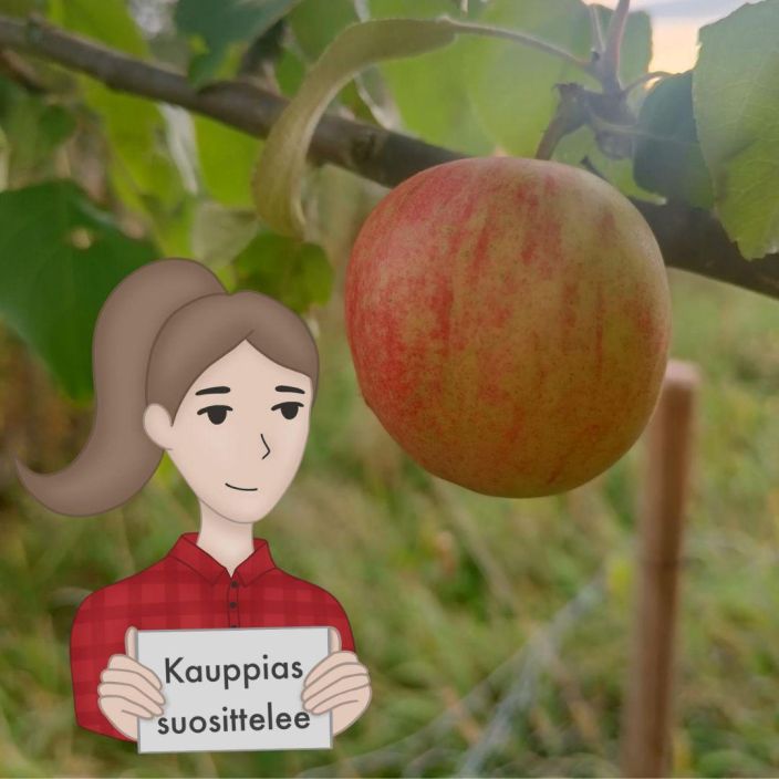 SYYSOMENA 'HETA' Malus domestica 'Heta' AT 7,5L Hyvin punainen, suurikokoinen syysomena. / VAIN NOUTO SYYSOMENA 'HETA' Malus domestica 'Heta' AT 7,5L Hyvin punainen, suurikokoinen syysomena. / VAIN NOUTO