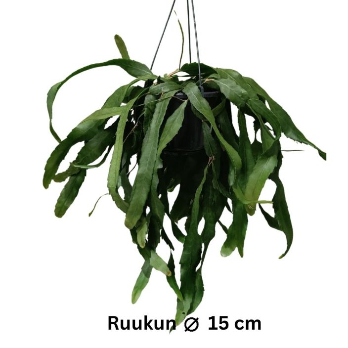 LUMIHIUTALEKAKTUS / LUMIKORALLIKAKTUS Lepismium houlletianum P15 Lehtikaktus, joka kukkiessaan tekee pienia, valkoisia