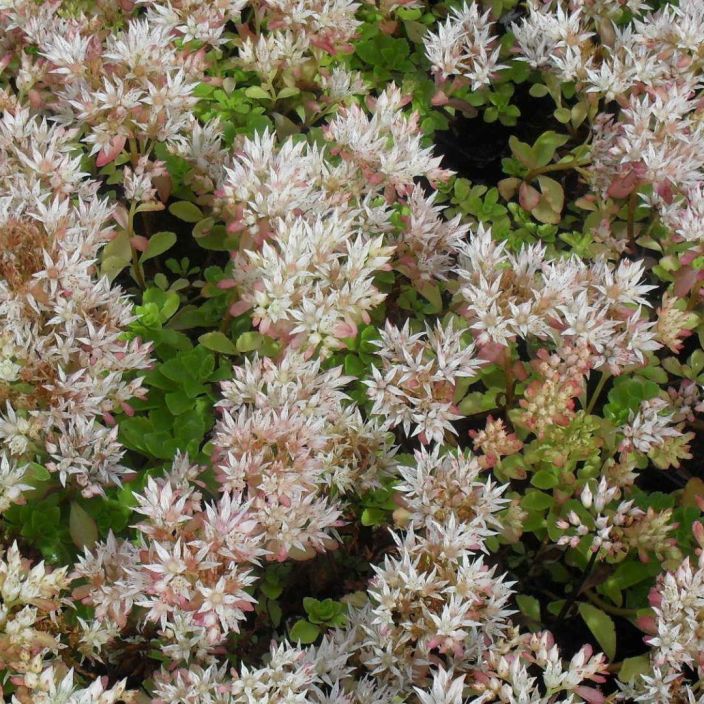 Sedum spurium 'Leningrad White', Kaukasianmaksaruoho Sedum spurium 'Leningrad White', Kaukasianmaksaruoho