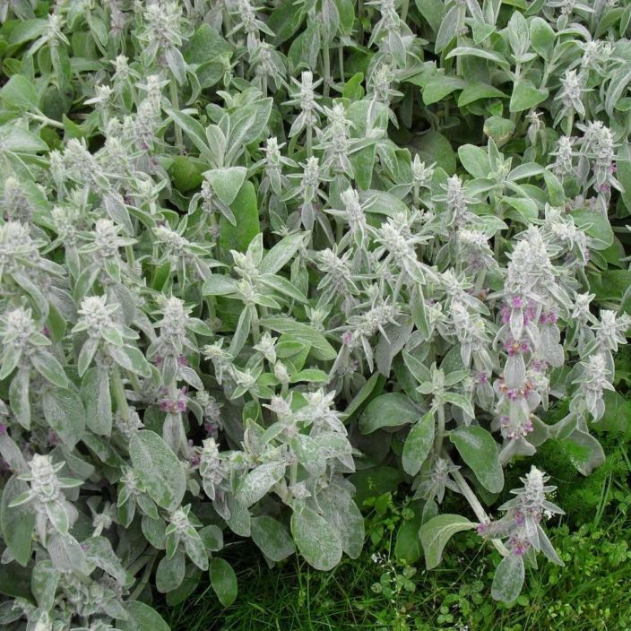NUKKAPAHKAMO Stachys byzantina P10 Perenna, jonka lehdet ovat niin pehmoiset, etta maailmalla tata kutsutaan nimella "lamb's NUKKAPAHKAMO Stachys byzantina P10 Perenna, jonka lehdet ovat niin pehmoiset, etta maailmalla tata kutsutaan nimella "lamb's