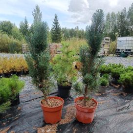 PILARIMÄNTY 'FASTIGIATA' Pinus sylvestris 'Fastigiata' 60-80 At 10L