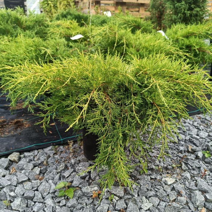 TARHAKATAJA 'OLD GOLD' Juniperus x pfizeriana 'Old Gold' 30-40 cm Kellertava, matala katajalajike / VAIN NOUTO