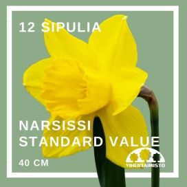 NARSISSI 'STANDARD VALUE' Narcissus 'Standard Value' 12 sipulia