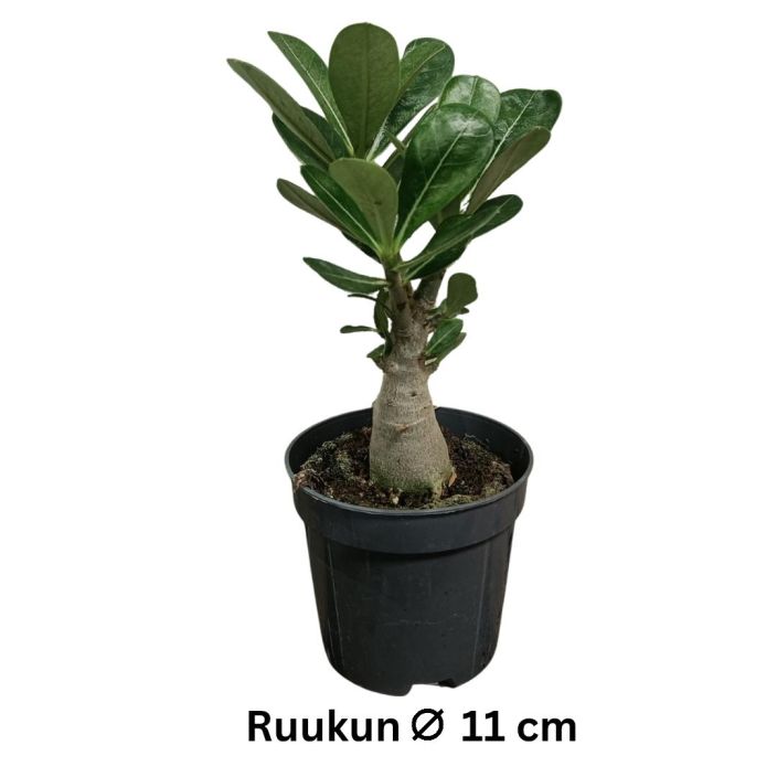 AAVIKKORUUSU Adenium obesum P11 Kuivan paikan kasvi / ei kuki talla hetkella AAVIKKORUUSU Adenium obesum P11 Kuivan paikan kasvi / ei kuki talla hetkella