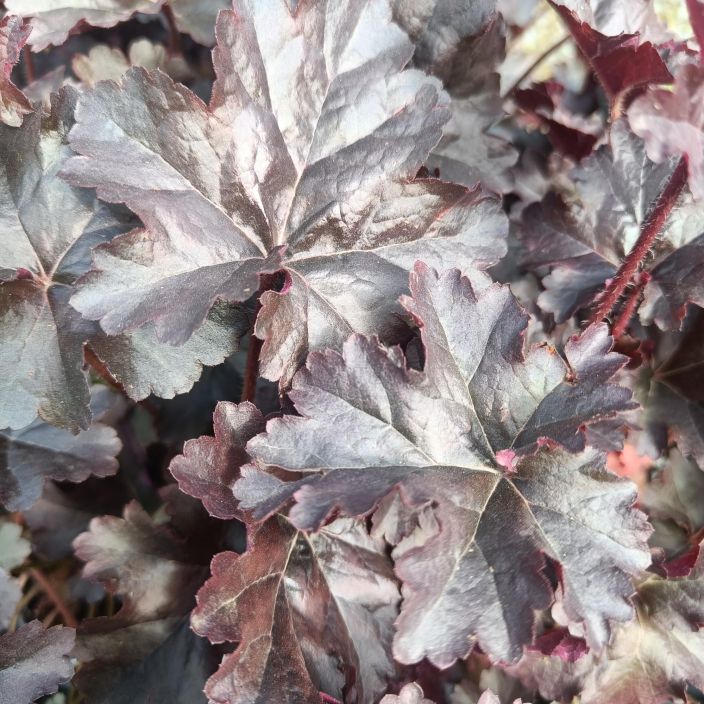 TARHAKEIJUNKUKKA 'WORLD CAFFE EXPRESSO' Heuchera 'World Caffe Expresso' P10 Tumma, rimpsureunainen keijunkukka TARHAKEIJUNKUKKA 'WORLD CAFFE EXPRESSO' Heuchera 'World Caffe Expresso' P10 Tumma, rimpsureunainen keijunkukka
