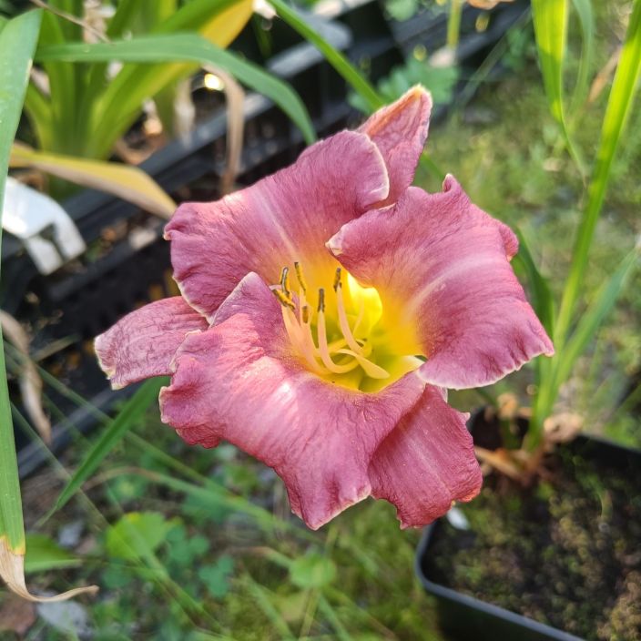 TARHAPAIVANLILJA 'BETTYLEN' Hemerocallis 'Bettylen' P11 Rimpsureunainen, purppurakukkainen paivanlilja TARHAPAIVANLILJA 'BETTYLEN' Hemerocallis 'Bettylen' P11 Rimpsureunainen, purppurakukkainen paivanlilja