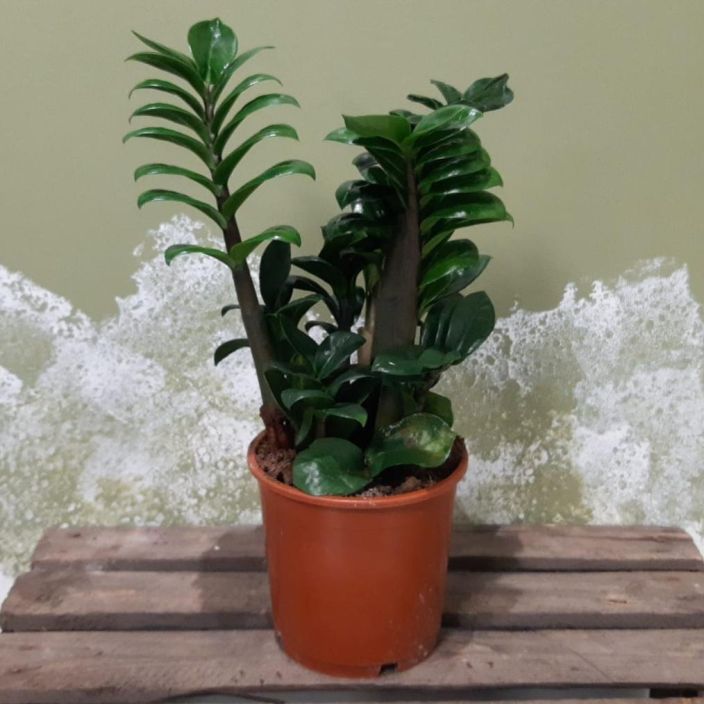 PALMUVEHKA 'ZENZI' Zamioculcas zamiifolia 'Zenzi' P14 Palmuvehka, jonka kasvu on tavalliseen palmuvehkaan verrattuna PALMUVEHKA 'ZENZI' Zamioculcas zamiifolia 'Zenzi' P14 Palmuvehka, jonka kasvu on tavalliseen palmuvehkaan verrattuna