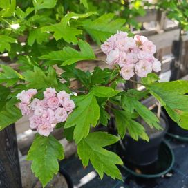 HELMIORAPIHLAJA 'TOBA' Crataegus x mordenensis 'Toba' 150-200 cm