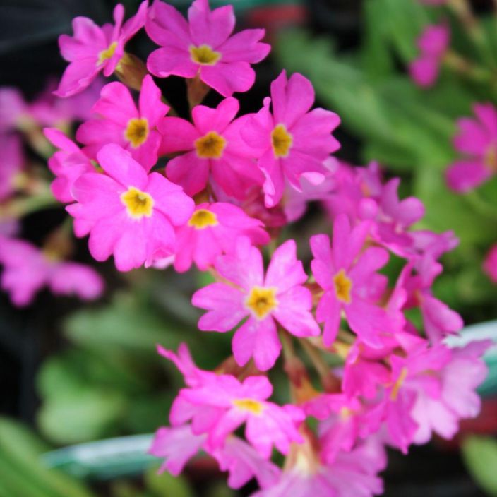 HIMALAJANESIKKO Primula rosea 'Gigas' P10 Pinkkikukkainen esikko HIMALAJANESIKKO Primula rosea 'Gigas' P10 Pinkkikukkainen esikko