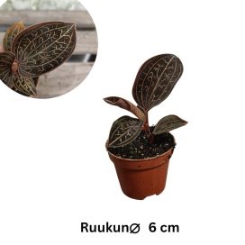 JALOKIVIORKIDEA Anoectochilus chapanensis P6