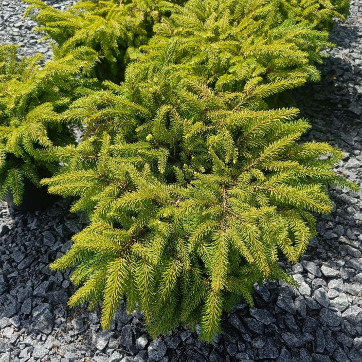 PESAKUUSI Picea abies 'Nidiformis' 40-50 cm Pieni, enemman leveytta kuin korkeutta kasvava kuusi PESAKUUSI Picea abies 'Nidiformis' 40-50 cm Pieni, enemman leveytta kuin korkeutta kasvava kuusi
