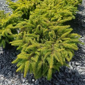 PESÄKUUSI Picea abies 'Nidiformis' 40-50 cm