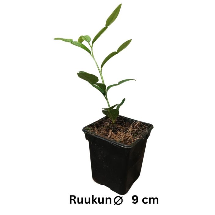 RYPPYLIMETTI / KAFFIRLIME Citrus hystrix P9 TULOSSA 10.2. / Sitrus, jonka lehtia kaytetaan ruuanlaitossa