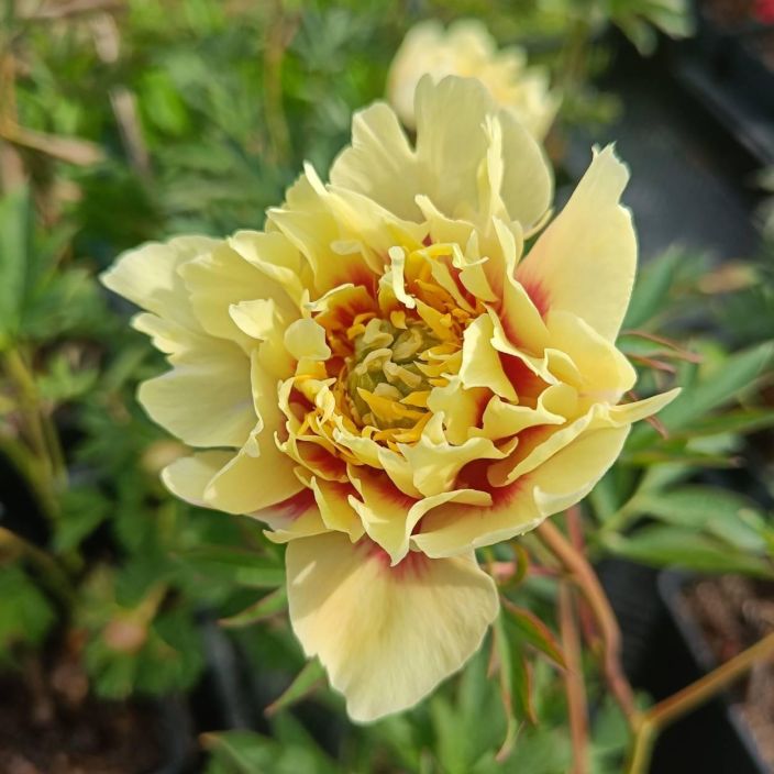Itoh-Pioni, 'Prairie Charm' Puupionin ja kiinanpionin risteytys Itoh-Pioni, 'Prairie Charm' Puupionin ja kiinanpionin risteytys