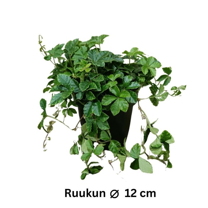 KAAPIOKISSUS Cissus striata P12 Vahan varjommassakin viihtyva kasvi