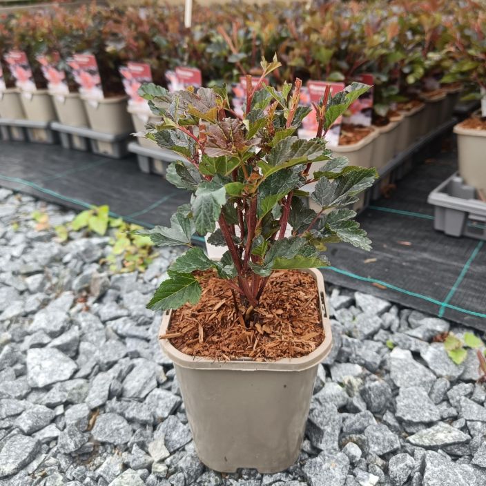PURPPURAHEISIANGERVO 'RED BARON' Physocarpus opulifolius 'Red Baron' AT 1L Punarunkoinen, punertavalehtinen heisiangervo