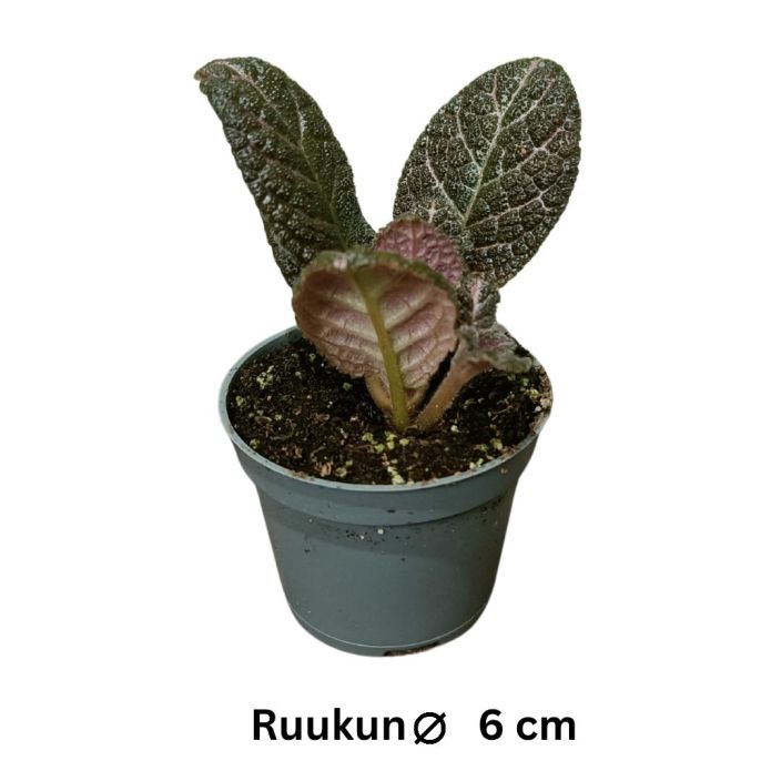 KUPARILEHTI 3 ei lajiketietoa Episcia P6 Tumma- ja punertavalehtinen kuparilehti KUPARILEHTI 3 ei lajiketietoa Episcia P6 Tumma- ja punertavalehtinen kuparilehti