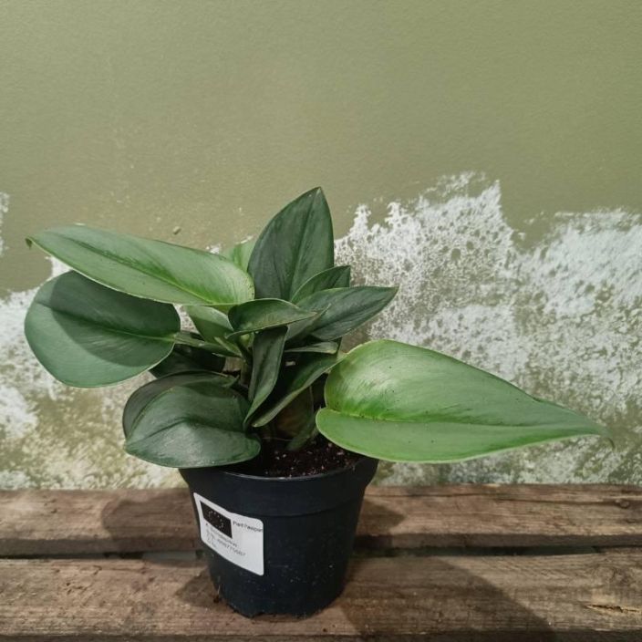 HOPEAKOYNNOS 'MOONLIGHT' Scindapsus treubii 'Moonlight' P12 Hopeakoynnoslajike, jolla on suuret lehdet, joissa ei juurikaan