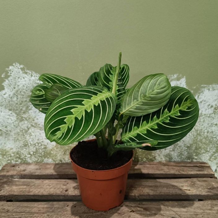 PAAVONNUKKUMATTI 'LEMON' Maranta leuconeura 'Lemon' P12 Raikkaanvarinen nukkumatti