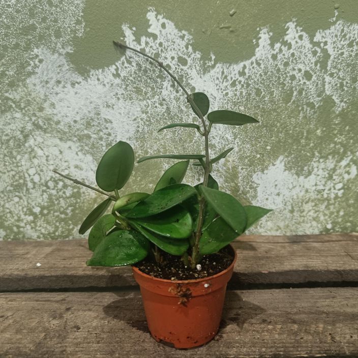 POSLIINIKUKKA 'CHOUKE' Hoya cv. 'Chouke' P6 lajike epavarma Vihrealehtinen posliinikukka pikkuruukussa / Lajike epavarma / POSLIINIKUKKA 'CHOUKE' Hoya cv. 'Chouke' P6 lajike epavarma Vihrealehtinen posliinikukka pikkuruukussa / Lajike epavarma /