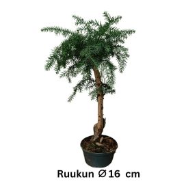 AUSTRALIANARAUKARIA Araucaria cunninghamii P16