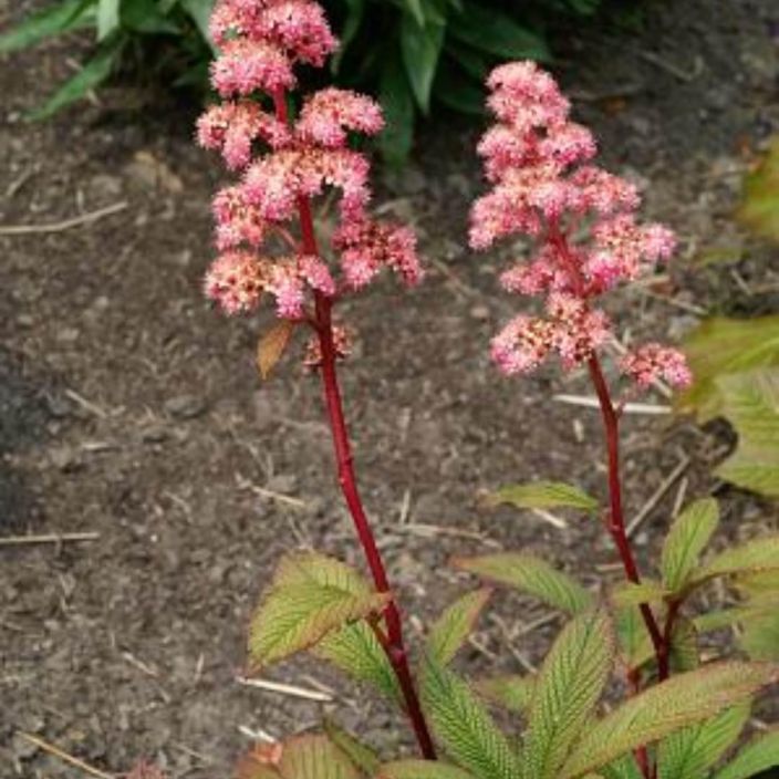 PUNAVALEANGERVO Rodgersia pinnata 'Superba' P13 TULOSSA MYYNTIIN MYOHEMMIN KESALLA / Nayttavalehtinen, vaaleanpunakukkainen PUNAVALEANGERVO Rodgersia pinnata 'Superba' P13 TULOSSA MYYNTIIN MYOHEMMIN KESALLA / Nayttavalehtinen, vaaleanpunakukkainen