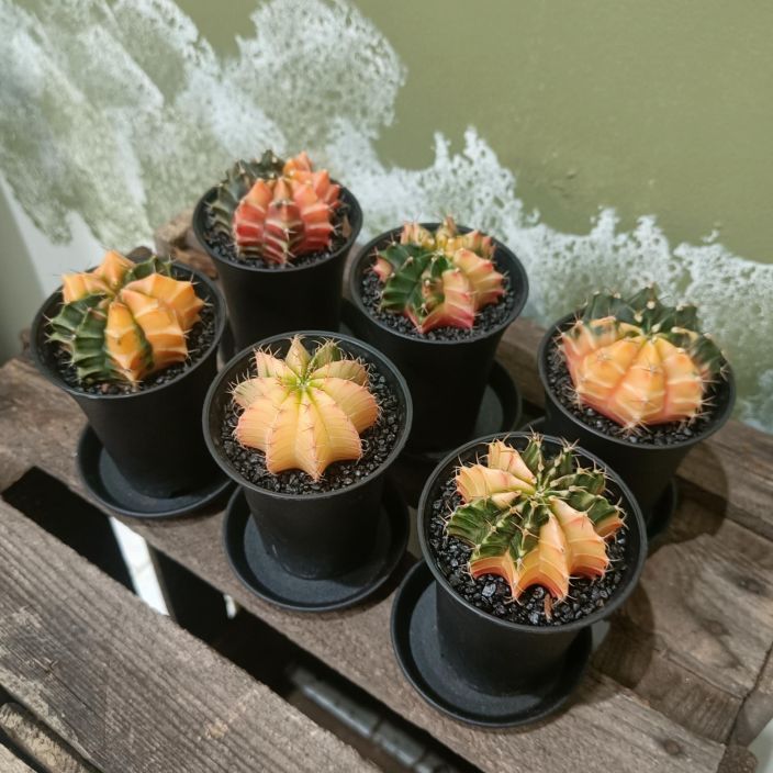 PALLEROKAKTUS 'VARIEGATA' Gymnocalycium michanovichii 'Variegata' P7 Kirjava pallerokaktus / Extravarikas PALLEROKAKTUS 'VARIEGATA' Gymnocalycium michanovichii 'Variegata' P7 Kirjava pallerokaktus / Extravarikas