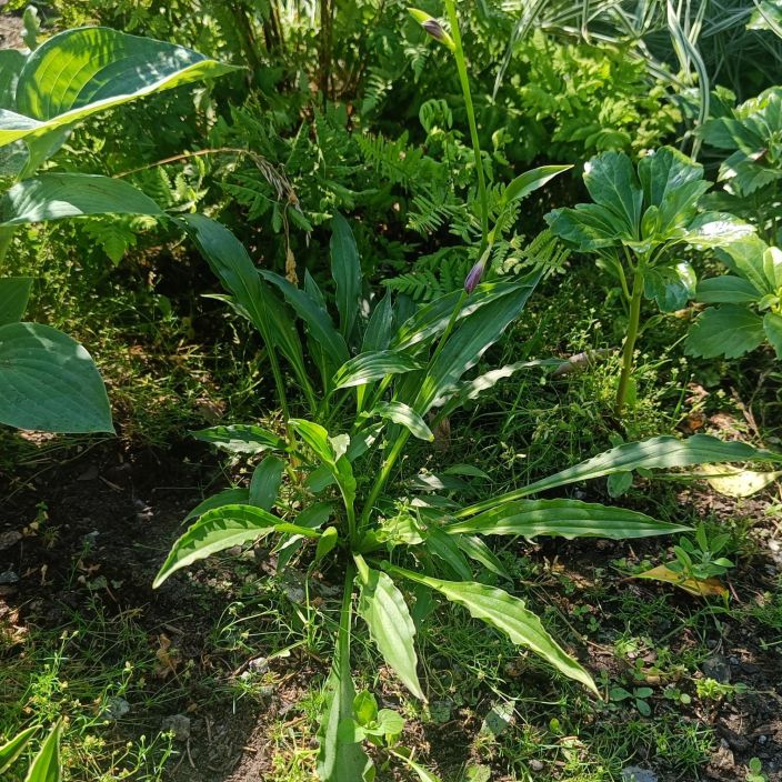 JALOKUUNLILJA 'VIHREA STILETTO' Hosta Tarhafunkia-r. 'Vihrea Stiletto' P9 Matala ja pienilehtinen kuunlilja. Erona JALOKUUNLILJA 'VIHREA STILETTO' Hosta Tarhafunkia-r. 'Vihrea Stiletto' P9 Matala ja pienilehtinen kuunlilja. Erona