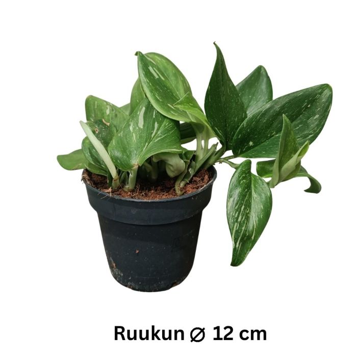 HOPEAKOYNNOS 'RUBICON' Scindapsus pictus 'Rubicon' P12 Hopeakoynnos, jonka lehdet ovat vihreankirjavat