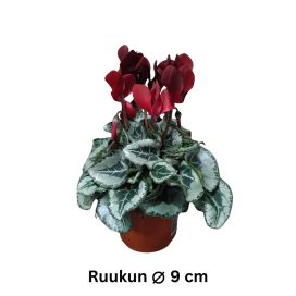 SYKLAAMI 'TUXEDO' Cyclamen persicum 'Tuxedo' P9