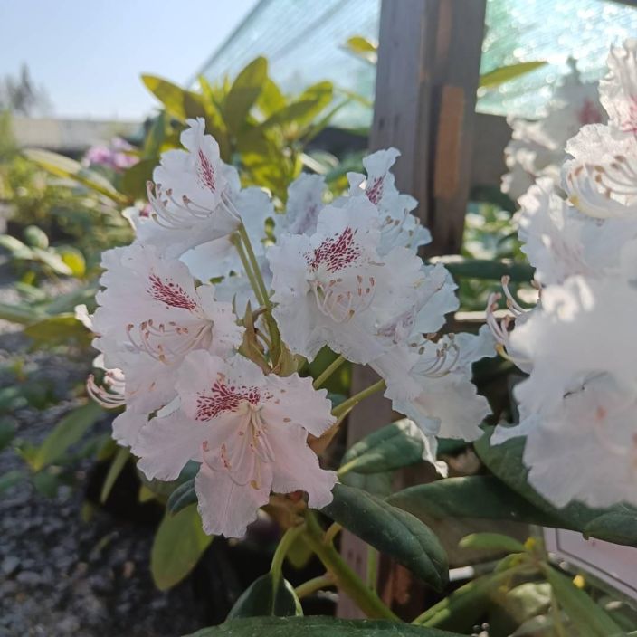 Rhododendron 'P.M.A. Tigerstedt', marjatanalppiruusu VAIN NOUTO Rhododendron 'P.M.A. Tigerstedt', marjatanalppiruusu VAIN NOUTO