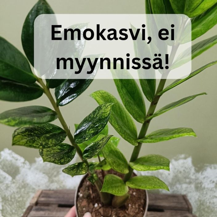 PALMUVEHKA &#039;CHAMELEON&#039; Zamioculcas zamiifolia &#039;Chameleon&#039; LEHDYKKÄPISTOKAS tuotekuva 1