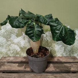 PULLUKKA(JATROPA) Jatropha podagrica P13