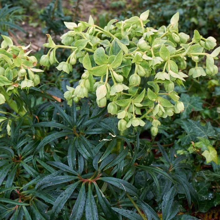 KELLOJOULURUUSU / HAISUJOULURUUSU Helleborus foetidus P9 Sirolehtinen jouluruusu, jonka vaaleanvihreat kukat ovat KELLOJOULURUUSU / HAISUJOULURUUSU Helleborus foetidus P9 Sirolehtinen jouluruusu, jonka vaaleanvihreat kukat ovat