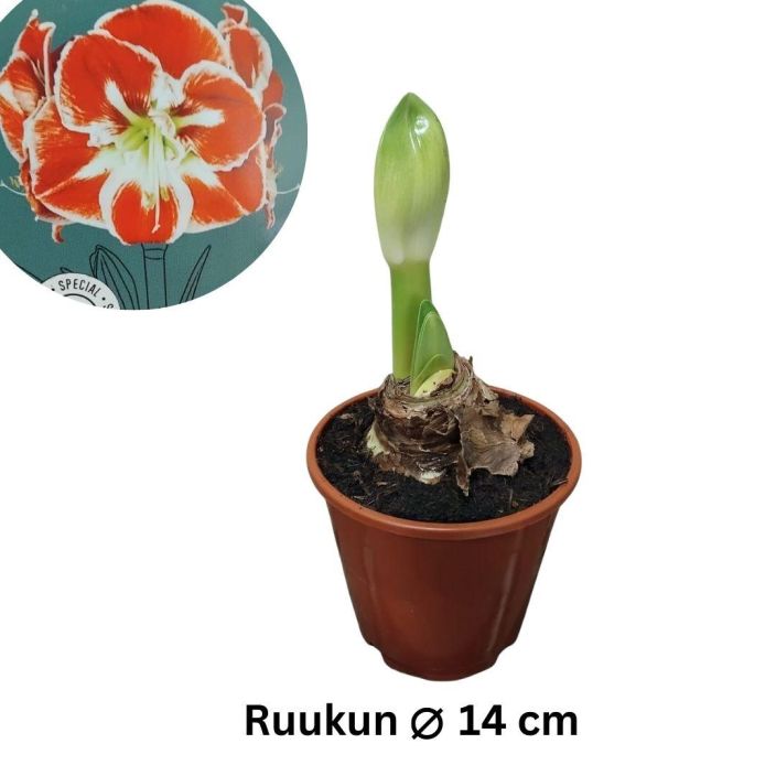 RITARINKUKKA (Amaryllis) 'SAMBA' Hippeastrum 'Samba' P14 Punavalkokukkainen ritarinkukka / VAIN NOUTO