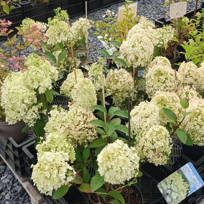 Hydrangea paniculata 'Bobo', syyshortensia VAIN NOUTO Hydrangea paniculata 'Bobo', syyshortensia VAIN NOUTO