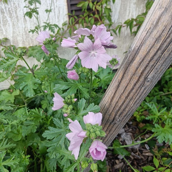 MYSKIMALVA Malva moschata P10 Vaaleanpunakukkainen perinneperenna MYSKIMALVA Malva moschata P10 Vaaleanpunakukkainen perinneperenna