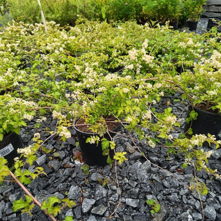 SEPPELVARPU Stephanandra incisa 'Crispa' AT 1,5L Rehevakasvuinen maanpeitepensas SEPPELVARPU Stephanandra incisa 'Crispa' AT 1,5L Rehevakasvuinen maanpeitepensas