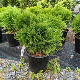 KÄÄPIÖPALLOTUIJA 'DANICA' Thuja occidentalis 'Danica'