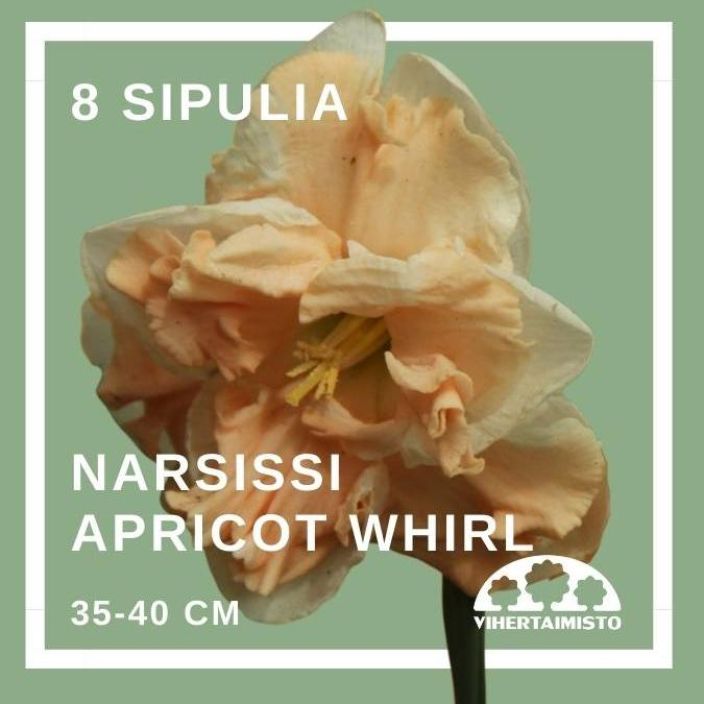 NARSISSI 'APRICOT WHIRL' Narcissus 'Apricot Whirl' 8 sipulia 8 sipulia pussissa NARSISSI 'APRICOT WHIRL' Narcissus 'Apricot Whirl' 8 sipulia 8 sipulia pussissa