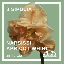 NARSISSI 'APRICOT WHIRL' Narcissus 'Apricot Whirl' 8 sipulia